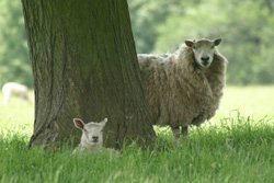 Un mouton prenant de l'ombre sous un arbre