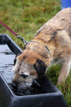 Un chien buvant de l'eau