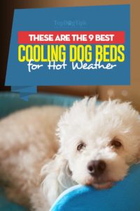 Top 9 des meilleurs lits de refroidissement pour chiens par temps chaud "width =" 200 "height =" 300 "srcset =" https://topdogtips.com/wp-content/uploads/2018/10/Top-9-Best-Cooling-Dog -Beds-for-Hot-Weather-200x300.jpg 200w, https://topdogtips.com/wp-content/uploads/2018/10/Top-9-Best-Cooling-Dog-Beds-for-Hot-Weather- 683x1024.jpg 683w, https://topdogtips.com/wp-content/uploads/2018/10/Top-9-Best-Cooling-Dog-Beds-for-Hot-Weather-107x160.jpg 107w, https: // topdogtips.com/wp-content/uploads/2018/10/Top-9-Best-Cooling-Dog-Beds-for-Hot-Weather-280x420.jpg 280w, https://topdogtips.com/wp-content/uploads /2018/10/Top-9-Best-Cooling-Dog-Beds-for-Hot-Weather-640x960.jpg 640w, https://topdogtips.com/wp-content/uploads/2018/10/Top-9- Best-Cooling-Dog-Beds-for-Hot-Weather-681x1021.jpg 681w, https://topdogtips.com/wp-content/uploads/2018/10/Top-9-Best-Cooling-Dog-Beds-for -Hot-Weather.jpg 735w "tailles =" (largeur max: 200px) 100vw, 200px
