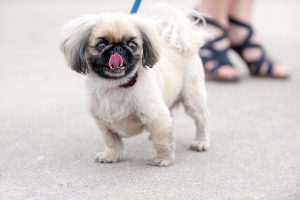 chien sur le trottoir | Ultimate Pet Nutrition