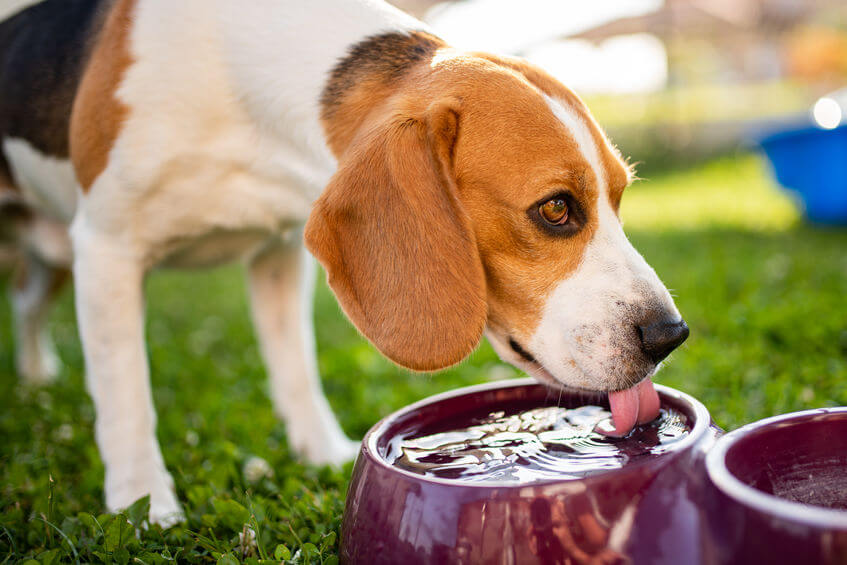 eau potable chien | Ultimate Pet Nutrition