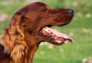 garder votre chien au frais | Ultimate Pet Nutrition