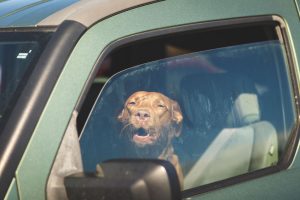 chien en voiture | Ultimate Pet Nutrition
