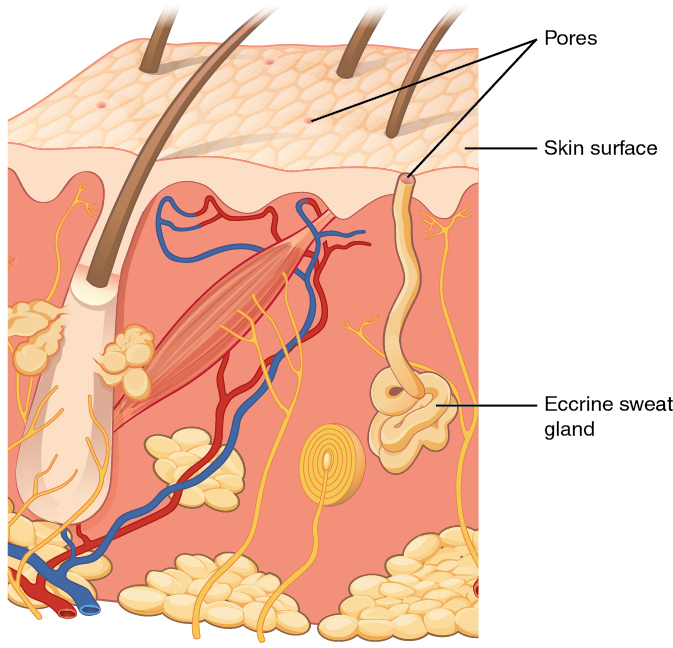 Ce diagramme montre une glande sudoripare eccrine incrustée dans une coupe transversale de tissu cutané. La glande sudoripare eccrine est un faisceau de tubes blancs incrustés dans le derme. Un seul tube blanc remonte du faisceau et s'ouvre sur la surface de l'épiderme. L'ouverture s'appelle un pore. Il y a plusieurs pores sur le petit bloc de peau représenté sur ce diagramme.