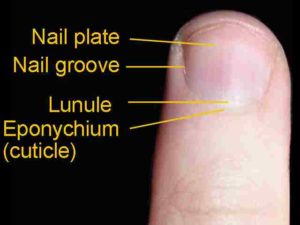 Une vue dorsale d'un doigt. L'éponychium (plus communément appelé cuticule) est une fine couche rose entre le bord proximal blanc de l'ongle (la lunule) et le bord de la peau du doigt. La lunule apparaît comme une zone blanche en forme de croissant au bord proximal de l'ongle rose. Les plis des ongles sont là où les côtés de l'ongle entrent en contact avec la peau des doigts. Le corps de l'ongle est appelé la plaque à ongles. 