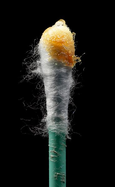 Il y a une substance orange cireuse au bout d'un coton-tige.