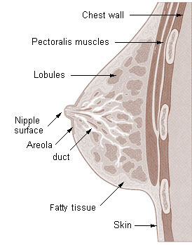 Cette figure montre l'anatomie du sein vue de côté. Les parties principales sont étiquetées. La paroi thoracique sépare le sein de la poitrine. Le muscle pectoral se trouve au sommet de la paroi thoracique. Le sein est composé de lobules et de tissus adipeux. Des conduits dans le sein permettent au lait de s'écouler du mamelon.