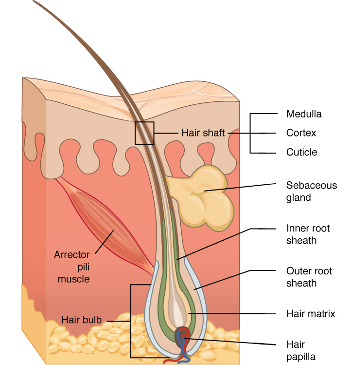 Ce diagramme montre une coupe transversale de la peau contenant un follicule pileux. Le follicule est en forme de larme. Sa base élargie, appelée bulbe pileux, est intégrée dans l'hypoderme. La couche la plus externe du follicule est l'épiderme, qui s'invagine à partir de la surface de la peau pour envelopper le follicule. Dans l'épiderme se trouve la gaine radiculaire externe, qui n'est présente que sur le bulbe pileux. Il ne dépasse pas la tige des cheveux. À l'intérieur de la gaine radiculaire externe se trouve la gaine radiculaire interne. La gaine radiculaire interne s'étend sur environ la moitié de la tige du cheveu, se terminant à mi-chemin à travers le derme. La matrice capillaire est la couche la plus interne. La matrice capillaire entoure le bas de la tige capillaire où elle est intégrée dans le bulbe pileux. La tige du cheveu, en elle-même, contient trois couches: la cuticule la plus externe, une couche moyenne appelée le cortex et une couche la plus interne appelée la médullaire.