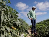 Pourquoi la nourriture pourrit quand les étagères des épiceries sont vides; The Hungry Get Hungrier