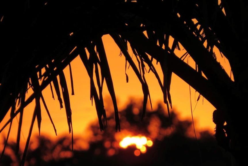 Le soleil orange vif scintille à travers les palmiers dans une banlieue de Brisbane en mars 2019.