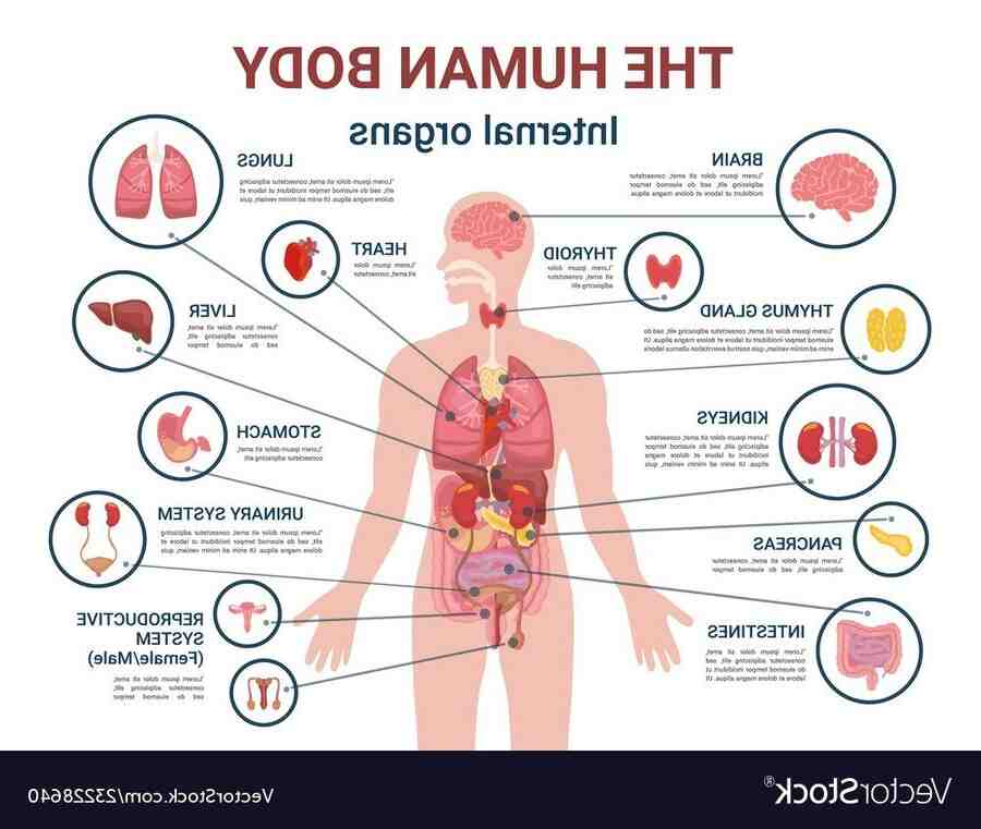 Comment l'hypothalamus régule la température corporelle ?