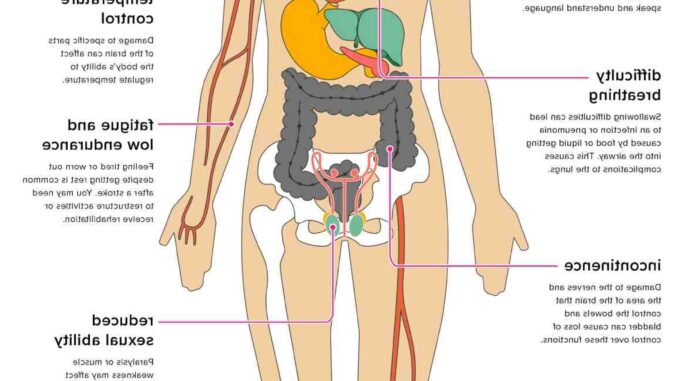 Quel organe régule la température du corps humain ?